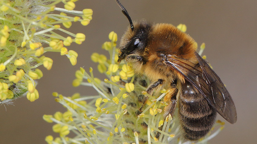 Weibchen der Frühlings-Seidenbiene (Colletes cunicularius) im Blütenstand einer Weide. Foto: Ulrich Maier