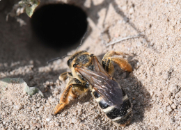 Bei dieser grabenden Vierbindigen Furchenbiene sind die in der Mitte unterbrochenen weißen Binden auf dem Hinterleib gut zu erkennen. Foto: Dr. Hannes Petrischak