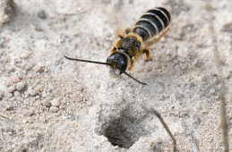 Ungeduldiger Lover: Das junge Furchenbienen-Männchen wartet am Nesteingang auf ein frisch geschlüpftes Weibchen. Entdeckt in Sielmanns Naturlandschaft Döberitzer Heide. Foto: Dr. Hannes Petrischak