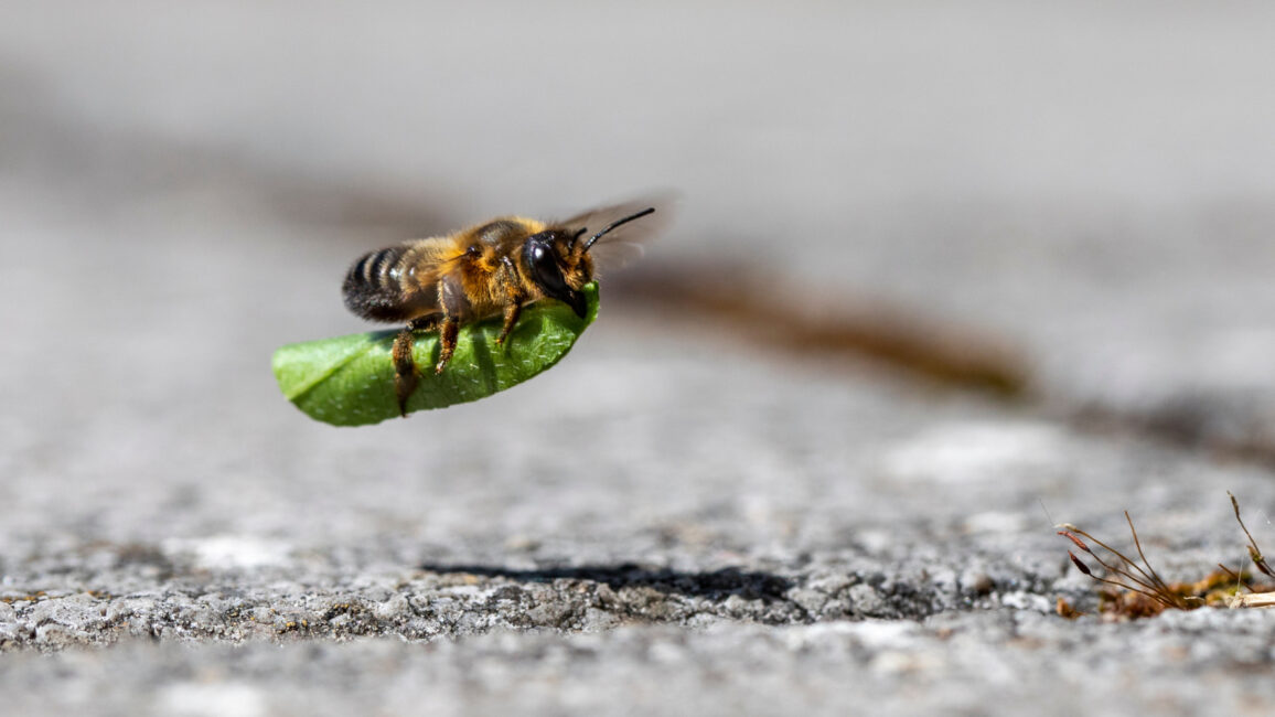Weibliche Blattschneiderbiene mit Baumaterial für ihr Nest. Foto: scaleworker/AdobeStock