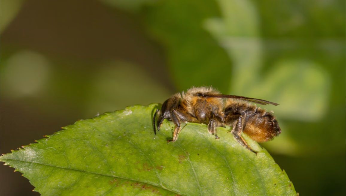 Rosenblätter sind als Wandverkleidung besonders beliebt. Zum Ausschneiden benutzen die Blattschneiderbienen ihre kräftigen Mandibeln. Foto: Mark/AdobeStock
