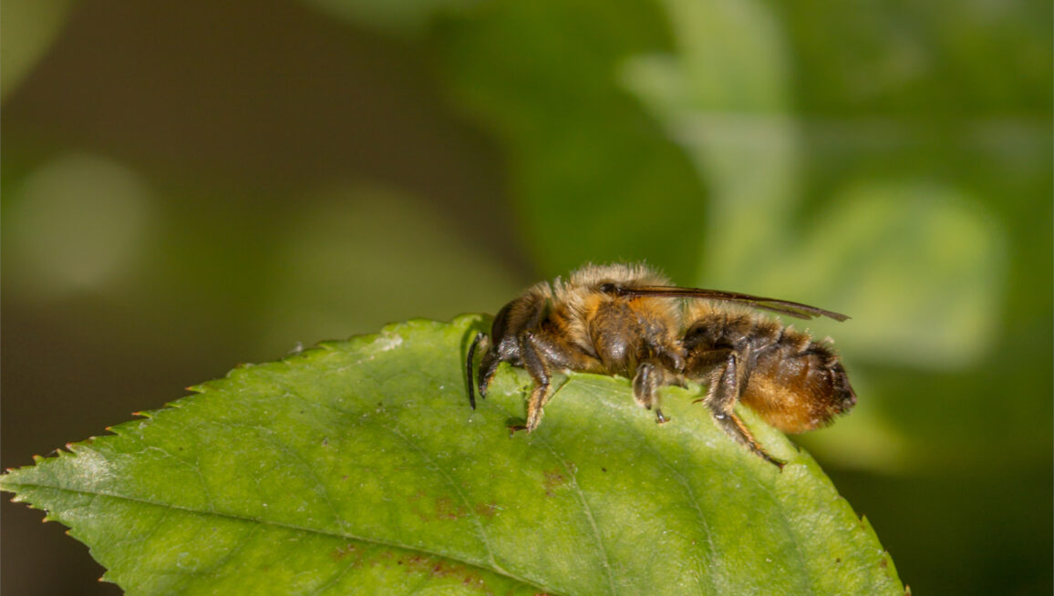 Rosenblätter sind als Wandverkleidung besonders beliebt. Zum Ausschneiden benutzen die Blattschneiderbienen ihre kräftigen Mandibeln. Foto: Mark/AdobeStock