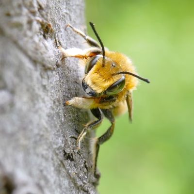 Das Männchen der Garten-Blattschneiderbiene unterscheidet sich vom Weibchen durch die lange helle Behaarung der Vorderfüße und durch teilweise olivgrüne Augen.