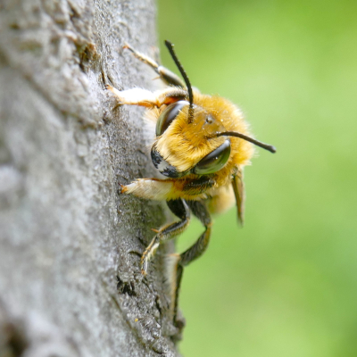 Das Männchen der Garten-Blattschneiderbiene unterscheidet sich vom Weibchen durch die lange helle Behaarung der Vorderfüße und durch teilweise olivgrüne Augen.