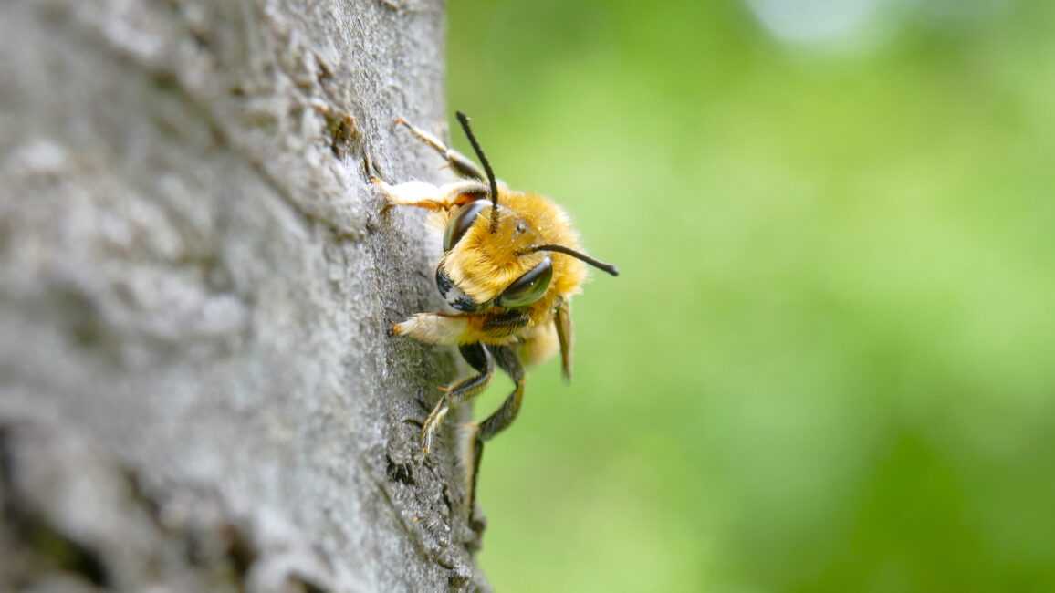 Das Männchen der Garten-Blattschneiderbiene unterscheidet sich vom Weibchen durch die lange helle Behaarung der Vorderfüße und durch teilweise olivgrüne Augen.