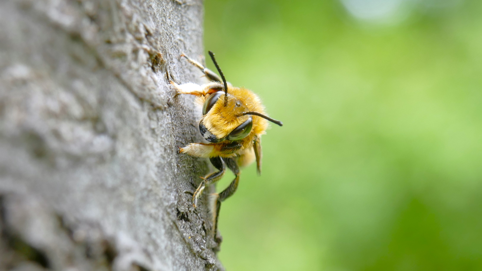 Das Männchen der Garten-Blattschneiderbiene unterscheidet sich vom Weibchen durch die lange helle Behaarung der Vorderfüße und durch teilweise olivgrüne Augen.