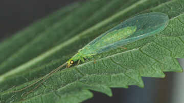Die gemeine Florfliege ist die bekannteste Art der Netzflügler. Foto: Axel Gruppe