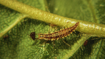 Ein Blattlauslöwe mit seiner Beute. Foto: Dr. Axel Gruppe 