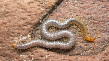 Geophilus carpophagus ist in der Roten Liste der Hundertfüßer als „sehr selten“ aufgeführt. Foto: Henrik Larsson/stock.adobe.com