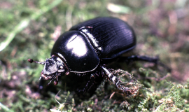 Der Rosskäfer (Geotrupes stercorarius) gehört zu den Blatthornkäfern und gilt als stark gefährdet. Foto: F. Rahn