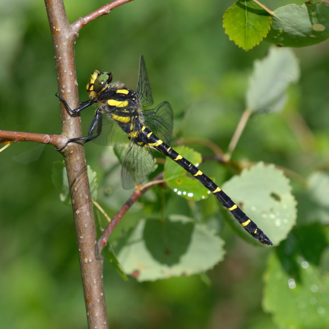 Ein Männchen der Gestreiften Quelljungfer. Unterschiedliche Quelljungferarten erkennt man an Anzahl und Form der gelben Querbinden auf dem Hinterleib. © Foto: Yurii Zushcyk/AdobeStock