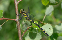 Ein Männchen der Gestreiften Quelljungfer. Unterschiedliche Quelljungferarten erkennt man an Anzahl und Form der gelben Querbinden auf dem Hinterleib. © Foto: Yurii Zushcyk/AdobeStock