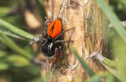 Die Goldaugenspringspinne (Philaeus chrysops) gilt deutschlandweit als Sehr selten und Stark gefährdet, in Mecklenburg-Vorpommern wird sie als Vom Aussterben bedroht geführt. Foto: Udo Steinhäuser/ LUNG