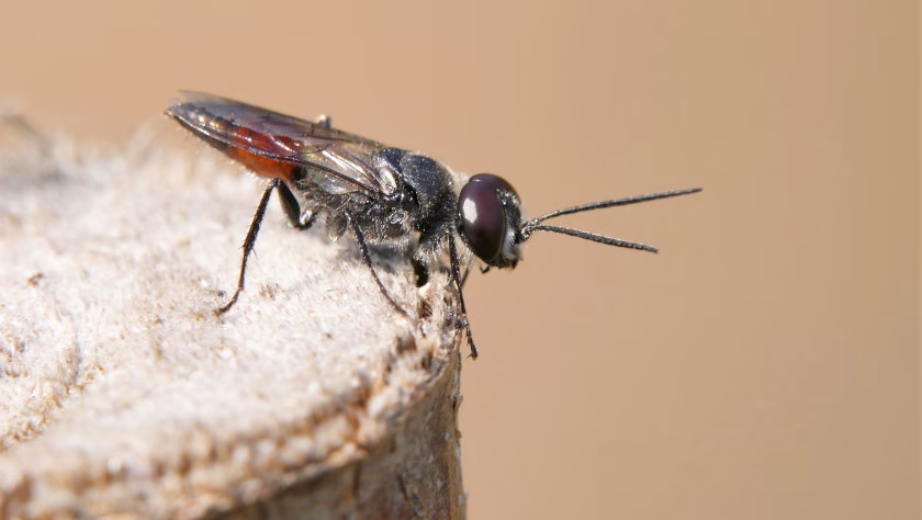 Astata boops aus der Familie der Grabwespen ist in Deutschland ungefährdet. Foto: Dr. Günter Matzke-Hajek.