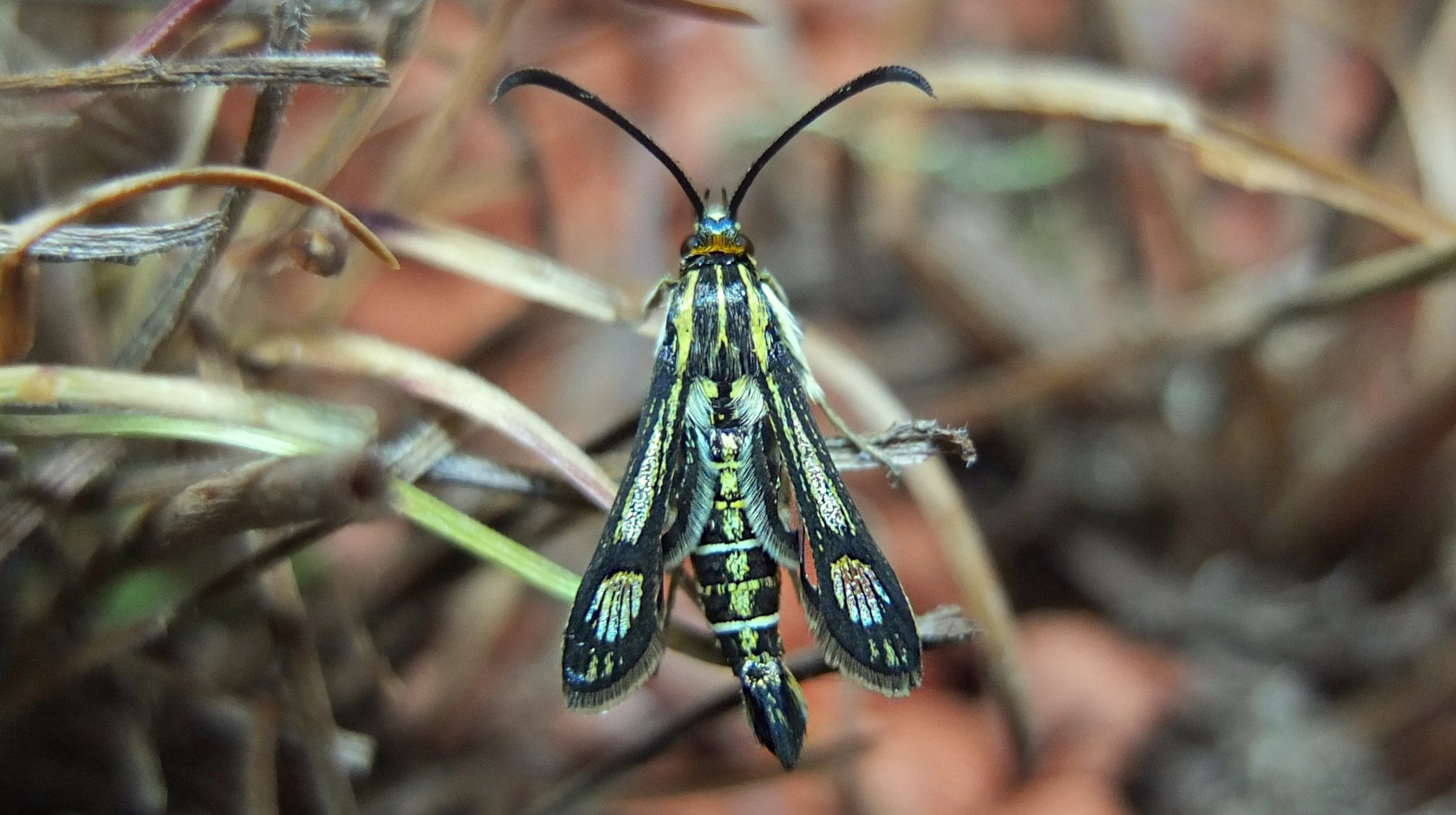 Ein Männchen des Grasnelken-Glasflüglers. Foto: Frank Rämisch