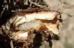 Raupe von Pyropteron muscaeformis im Fraßgang einer Grasnelkenwurzel. Foto: Frank Rämisch