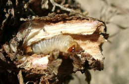 Raupe von Pyropteron muscaeformis im Fraßgang einer Grasnelkenwurzel. Foto: Frank Rämisch