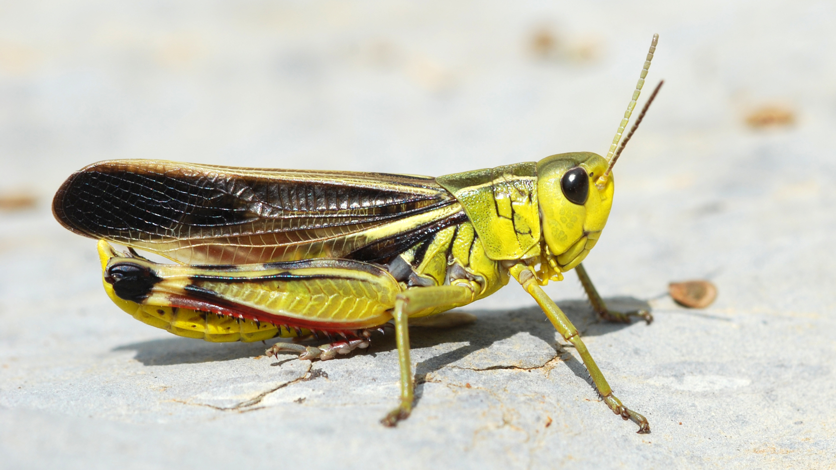 Die Große Höckerschrecke besiedelt ausschließlich montane Grünlandhabitate, sie ist vom Aussterben bedroht. Foto: Thomas Fartmann