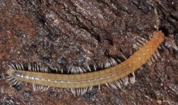 Überraschungsfund: Haplogona oculodistincta ist eine für Deutschland neue Art aus der Klasse der Doppelfüßer. Die Art war bisher nur aus Österreich und den benachbarten Balkanstaaten bekannt. Foto: Dr. Jörg Spelda