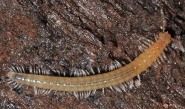  Überraschungsfund: Haplogona oculodistincta ist eine für Deutschland neue Art aus der Klasse der Doppelfüßer. Die Art war bisher nur aus Österreich und den benachbarten Balkanstaaten bekannt. Foto: Dr. Jörg Spelda
