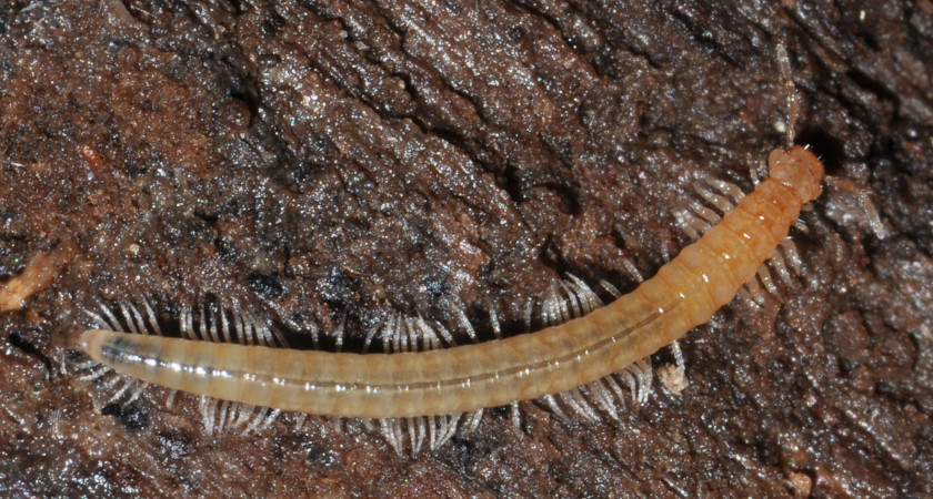 Dr. Jörg Spelda fand Haplogona oculodistinta schon zuvor in Österreich, 30 km von der deutschen Grenze entfernt. Foto: Dr. Jörg Spelda