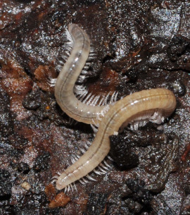 In Österreich hatte der Forscher bereits 2009 eine Paarung von Haplogona oculodistinta beobachtet. Foto: Dr. Jörg Spelda