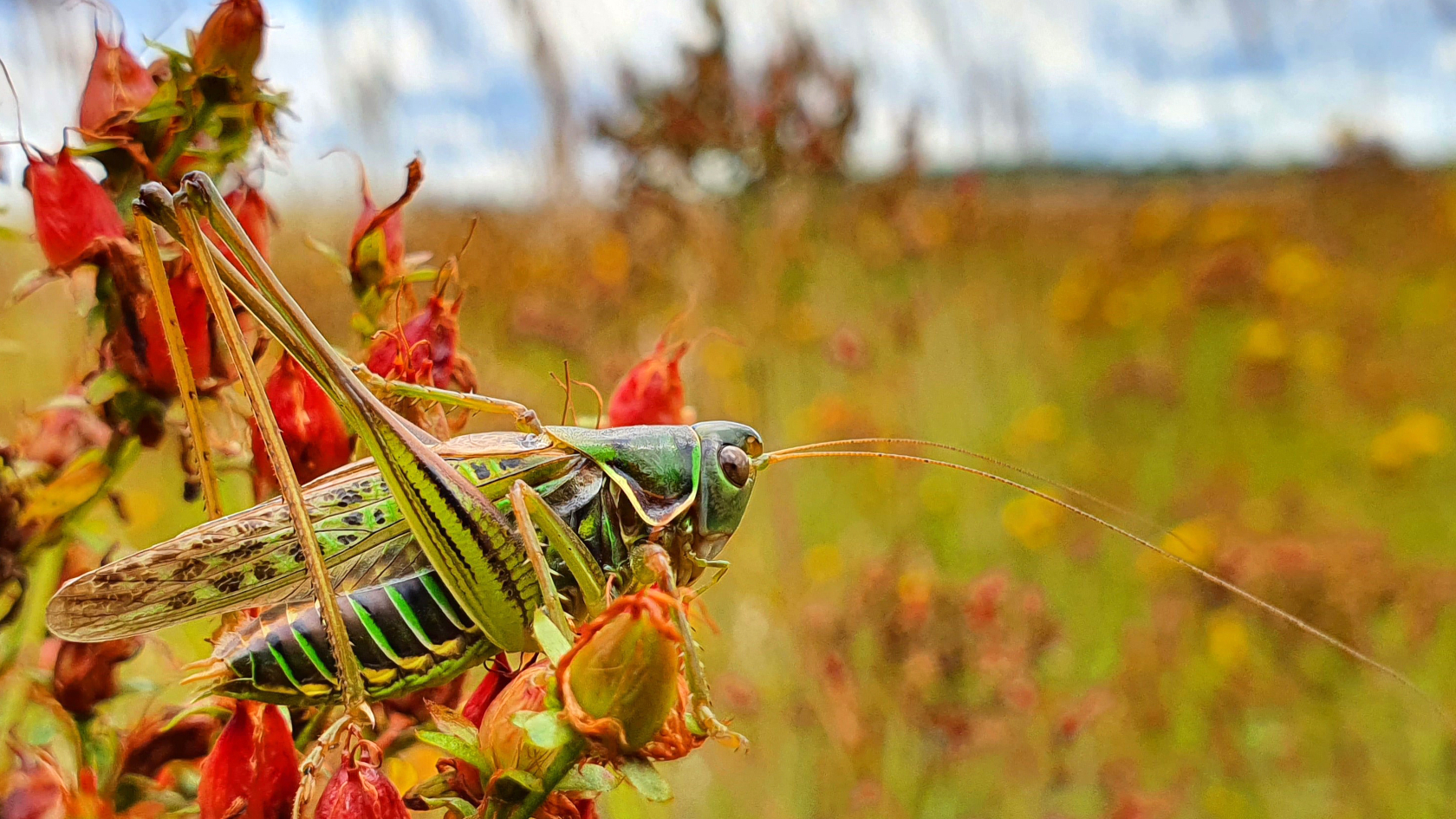 Die Heideschrecke ist vom Aussterben bedroht. Zahlreiche Habitate wie Sandmagerrasen und Zwergstrauchheiden sind u. a. durch Sukzession und Aufforstung verloren gegangen. Foto: Jonas Brüggeshemke