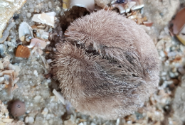 Der Gemeine Herzigel, auch Kleiner Herzseeigel genannt, gilt noch als ungefährdet. Foto: Petra Nehmer, BioConsult