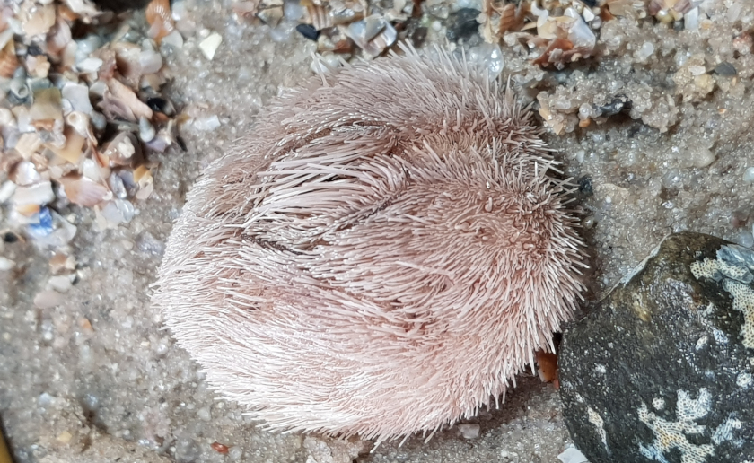 Herzigel tragen zur Bioturbation im Meeresboden bei: Auf Nahrungssuche lockern sie das Bodensediment mit ihren Stacheln und transportieren es über ihren Rücken hinweg auf die Rückseite. Hier zu sehen der sehr seltene Nordische Herzigel.
