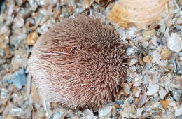 Die Rote Liste der bodenlebenden wirbellosen Meerestiere führt den Großen Herzigel (Echinocardium pennatifidum) als sehr selten. Foto: Petra Nehmer, BioConsult