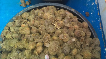 Anstelle von Fischen gehen mancherorts reichlich Herzigel ins Netz. Foto: Petra Nehmer, BioConsult