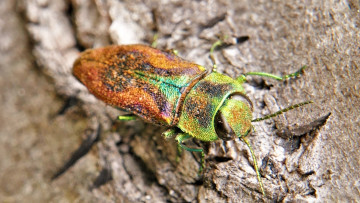 Den Kirschprachtkäfer (Anthaxia candens) verzeichnet die Rote Liste der Diversicornia als „stark gefährdet“. Foto: Dr. Günter Matzke-Hajek