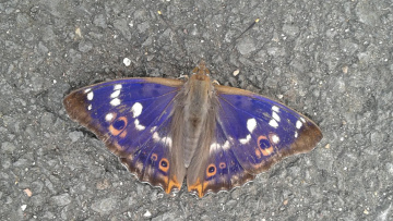 Ein schöner Fund des heutigen Tages: der Kleine Schillerfalter (Apatura ilia), bekannt wegen der blau schillernden Flügeloberseiten. Foto: Steffen Caspari