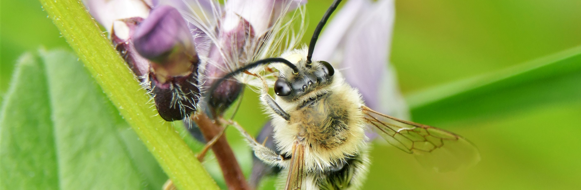 Langhornbiene auf Zaun-Wicke. Foto: Dr. Günter Matzke-Hajek