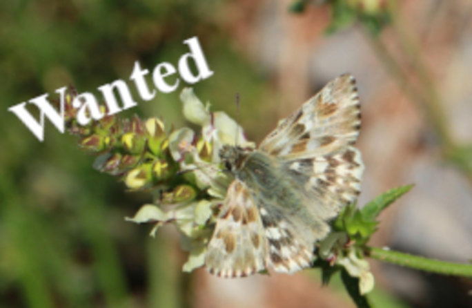 Lorely Dickkopffalter