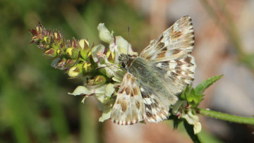 Ein Loreley-Dickkopffalter auf der Blüte des Aufrechten Ziests. Das Bild entstand in den französischen Seealpen, wo die Art noch gut vertreten ist. Foto: Jürgen Becker