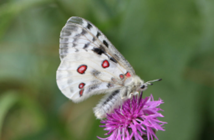 Der Mosel-Apollofalter ist vom Aussterben bedroht. Er kommt weltweit nur in Deutschland vor