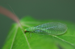 Die Florfliege Pseudomallada prasinus (Foto) ist wie die allgegenwärtige Gemeine Florfliege Chrysoperla carnea eine Vertreterin der Familie der Grünen Florfliegen. © Foto: Dr. Axel Gruppe