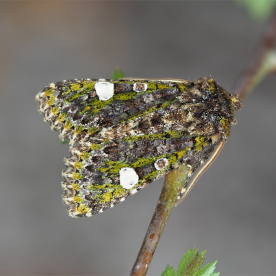 Den Tag verbringt die Schmuckeule in Bodennähe oder an Schlehenstämmchen ruhend. Foto: Axel Steiner