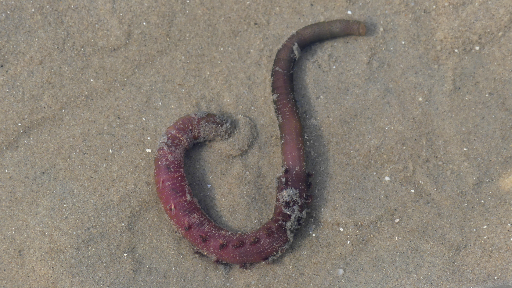Arenicola marina, der dabei ist, sich einzugraben. Foto: Nehmer, BioConsult.