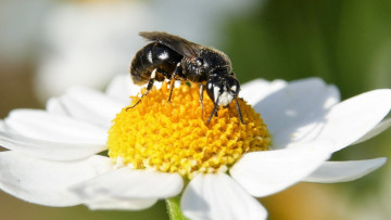 Nur beim Männchen der 8 Millimeter kleinen Rainfarn-Maskenbiene glänzt das ganze Gesicht wie weißes Porzellan. Foto: Dr. Günter Matzke-Hajek
