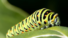 Raupe Schwalbenschwanz, Foto: Martina Stelzl.