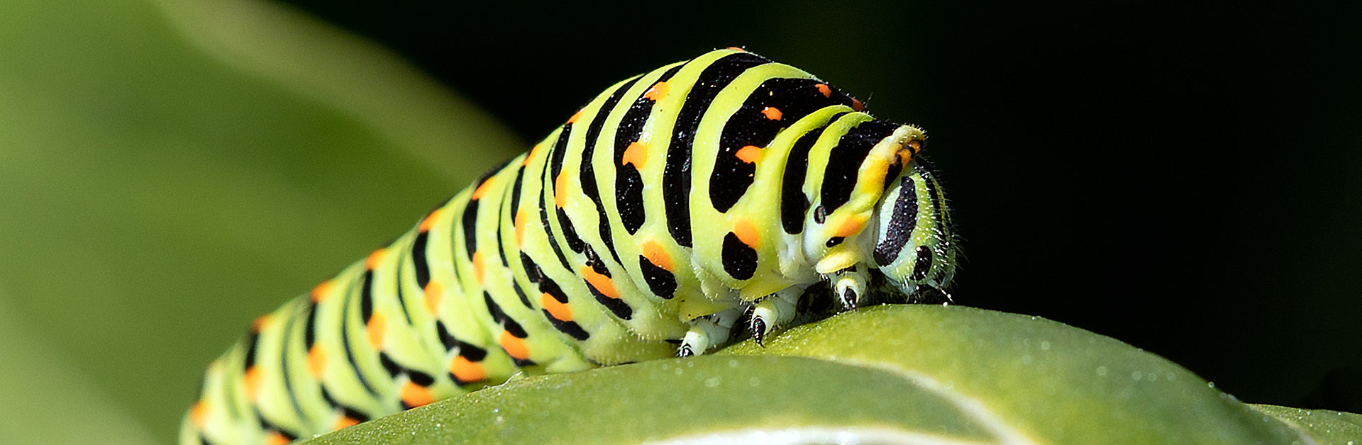 Eine Raupe des Schwalbenschwanzes: Der Schwalbenschwanz (Papilio machaon) gilt aktuell als ungefährdet. Foto: Martina Stelzl.