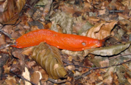 Die Rote Wegschnecke (Arion rufus), hier im Bild, wurde durch die eingeschleppte Spanische Wegschnecke fast völlig aus Gärten und Landwirtschaft verdrängt. Foto: Ira Richling