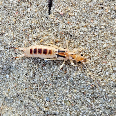 Sand-Ohrwürmer – hier ein Weibchen – sind in Deutschland bestandsgefährdet. Foto: Thomas Wesener