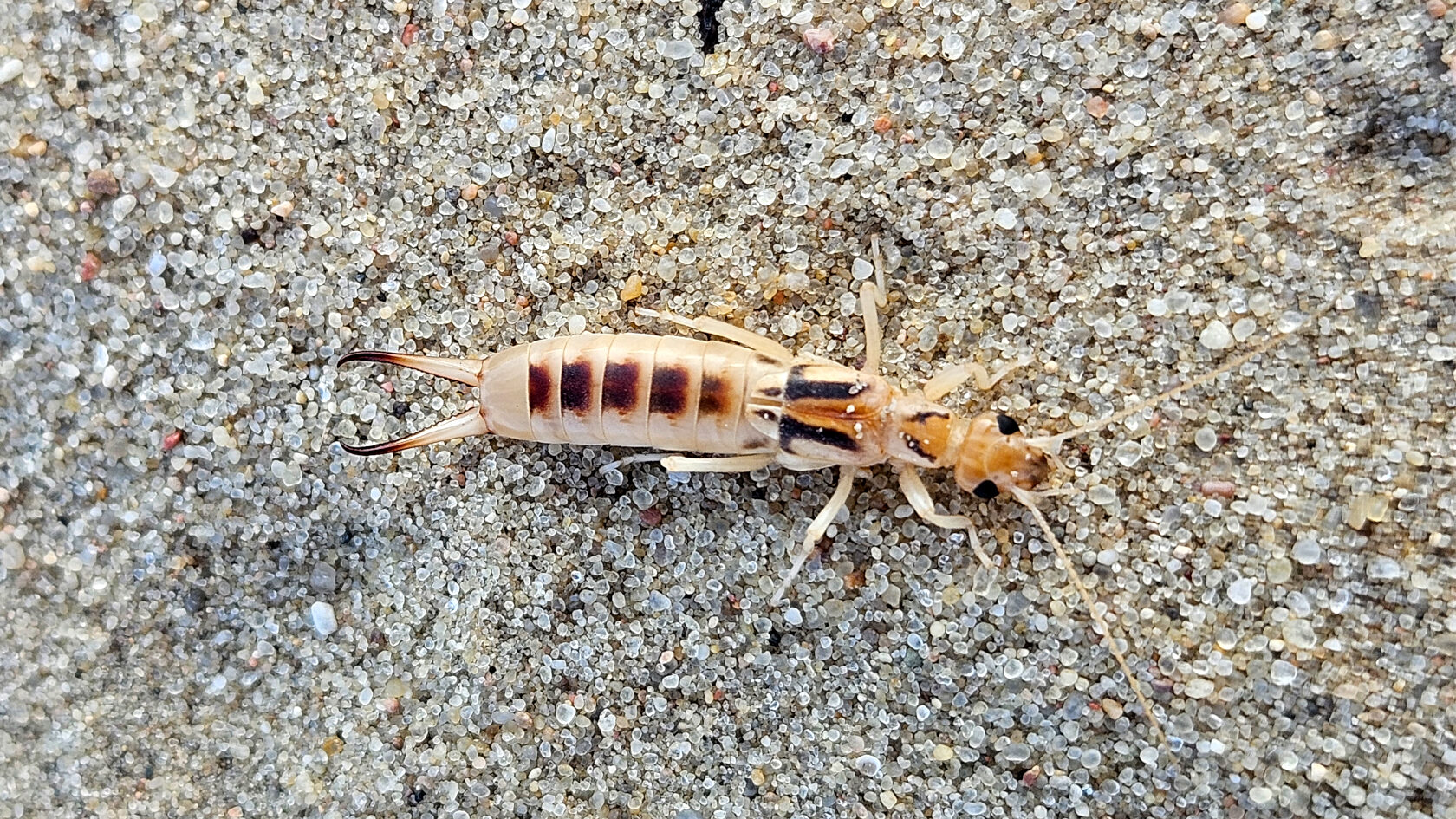 Sand-Ohrwürmer – hier ein Weibchen – sind in Deutschland bestandsgefährdet. Foto: Thomas Wesener
