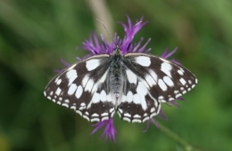Der Schachbrettfalter (Melanargia galathea), benannt nach dem charakteristischen Schachbrettmuster auf der Flügeloberseite. Foto: Jeremy Strätling