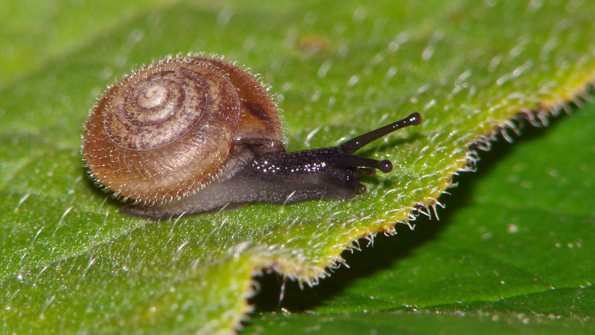 Die kleine Seiden-Haarschnecke (Trochulus sericeus) – ihr Gehäuse ist nur 5–7 mm hoch und 7–10 mm breit – lebt in Röhrichten, nassen Wäldern und Gebüschen. Sie gilt als ungefährdet. Foto: Ira Richling