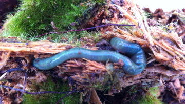 Ein wahres Juwel unter den Regenwürmern: Wie der glänzende Schmuckstein zieht auch der Smaragdwurm die Blicke auf sich 