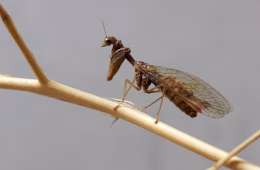 Der Steirische Fanghaft Mantispa styriaca (Poda, 1761) wurde im Saarland an einer Hauswand von Jürgen Wiesmeier entdeckt.